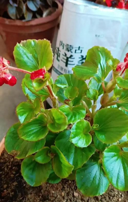 桂花树怎么种植，掌握关键步骤，轻松养出满园香