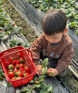 桂花树怎么种植，掌握关键步骤，轻松养出满园香
