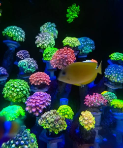 洋桔梗花怎么水养，延长花期，保持鲜艳