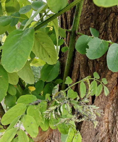桂花树怎么种植，掌握关键步骤，轻松养出满园香
