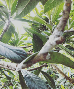 山楂树害虫天牛防治，识别关键特征，掌握有效方法