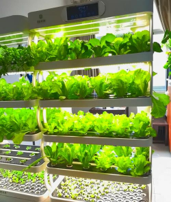 山楂树害虫天牛防治，识别关键特征，掌握有效方法