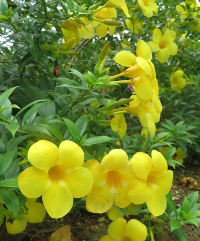 洋桔梗花怎么水养，延长花期，保持鲜艳