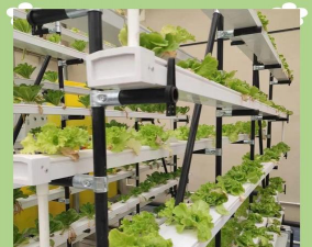 洋桔梗花怎么水养，延长花期，保持鲜艳