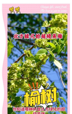 洋桔梗花怎么水养，延长花期，保持鲜艳