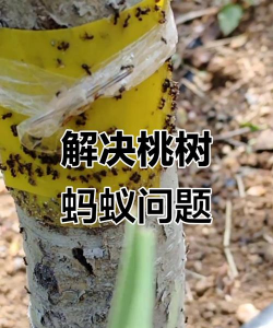 桃树该如何防治蚂蚁树，找准关键问题，掌握实用方法