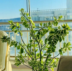 桂花树怎么种植，掌握关键步骤，轻松养出满园香