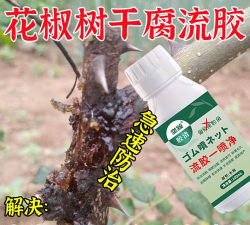 桂花树怎么种植，掌握关键步骤，轻松养出满园香