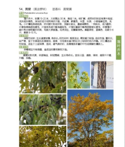 桂花树怎么种植，掌握关键步骤，轻松养出满园香