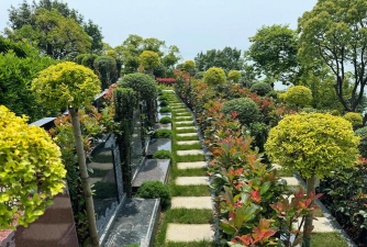 桂花树怎么种植，掌握关键步骤，轻松养出满园香