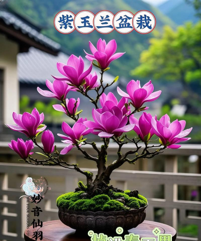 桂花树怎么种植，掌握关键步骤，轻松养出满园香