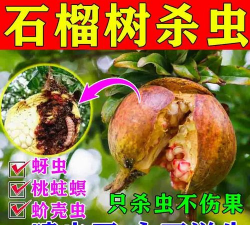 桂花树怎么种植，掌握关键步骤，轻松养出满园香