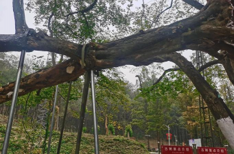 桂花树怎么种植，掌握关键步骤，轻松养出满园香