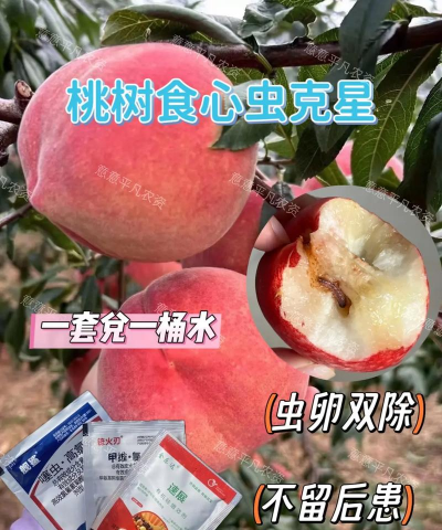 桂花树怎么种植，掌握关键步骤，轻松养出满园香