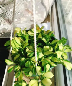 桂花树怎么种植，掌握关键步骤，轻松养出满园香