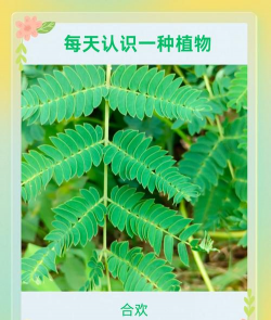 春雷霉素防治柿树病吗，了解适用病害，掌握正确用法