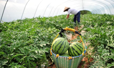 山楂树害虫天牛防治，识别关键特征，掌握有效方法