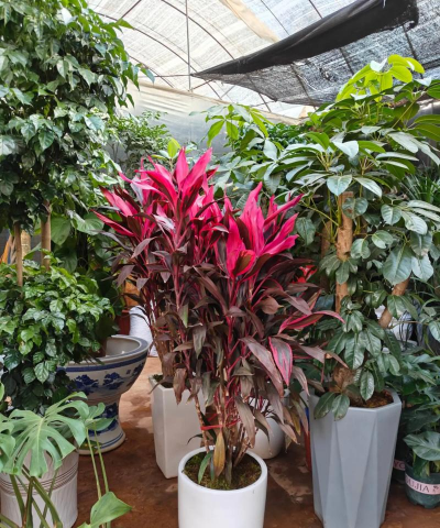 桂花树怎么种植，掌握关键步骤，轻松养出满园香