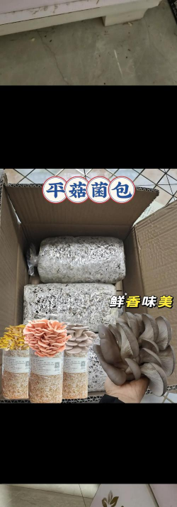 平菇栽培，掌握方法，轻松收获