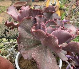 女王花笠怎么养，掌握关键技巧，轻松养出好状态