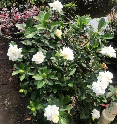 白蟾花怎么养，掌握浇水频率，注意光照温度