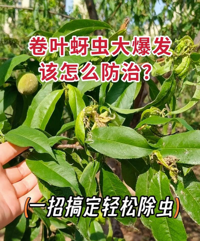 果树树干螟虫怎样防治，识别虫害症状，掌握科学防治方法