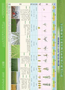甜瓜栽培技术，选对品种，掌握关键步骤