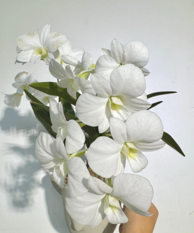 洋桔梗花怎么水养，延长花期，保持鲜艳