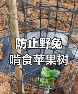 洋桔梗花怎么水养，延长花期，保持鲜艳