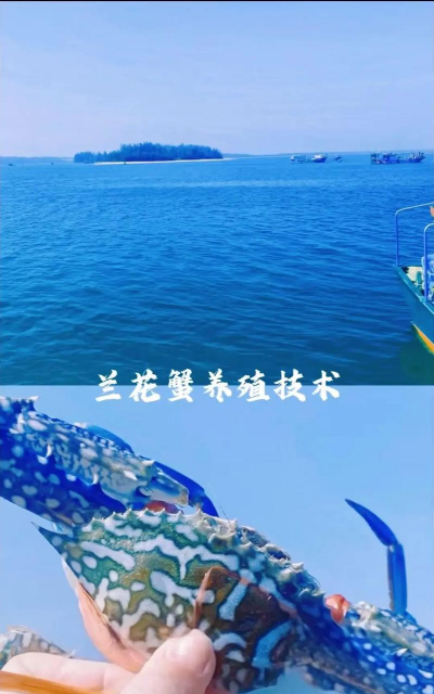 洋桔梗花怎么水养，延长花期，保持鲜艳