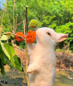 洋桔梗花怎么水养，延长花期，保持鲜艳