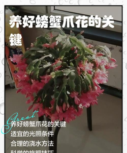 洋桔梗花怎么水养，延长花期，保持鲜艳