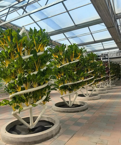 洋桔梗花怎么水养，延长花期，保持鲜艳