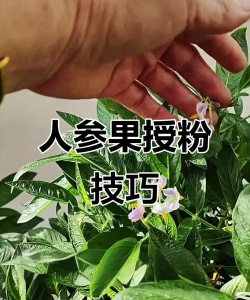 龙眼树臭椿虫防治技术，识别虫害特征，掌握防治时机