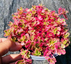 龙眼树臭椿虫防治技术，识别虫害特征，掌握防治时机