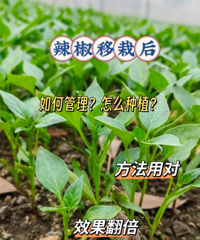 辣椒树移栽后怎么防治，关键措施有哪些，如何确保成活率