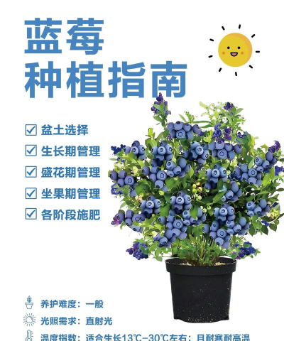 蓝莓栽培，选对品种，掌握关键技巧