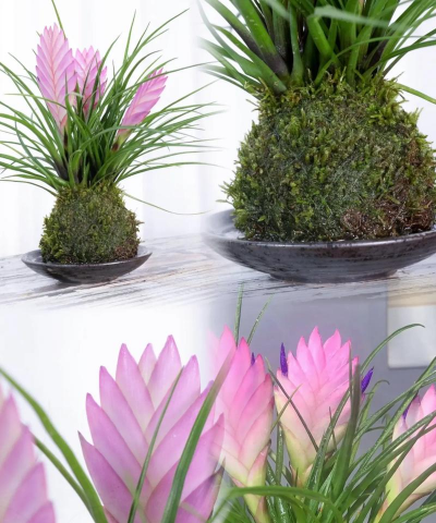 龙眼树臭椿虫防治技术，识别虫害特征，掌握防治时机