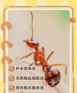 龙眼树臭椿虫防治技术，识别虫害特征，掌握防治时机