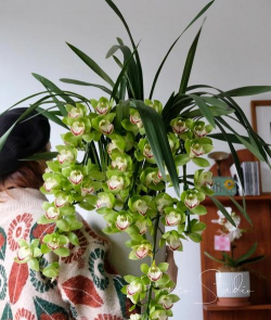 庭院绿化景观设计，打造舒适空间，提升生活品质