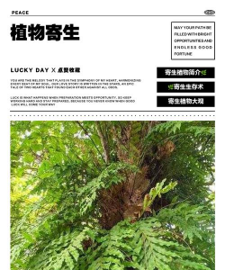 龙眼树臭椿虫防治技术，识别虫害特征，掌握防治时机