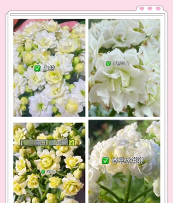 白盏花怎么养，轻松上手技巧，四季开花不断