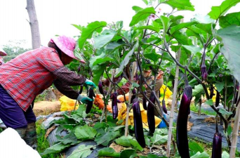 茄子栽培，轻松上手，收获满满