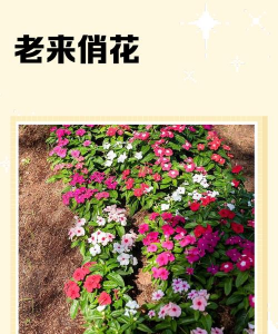 老来俏花怎么养，新手也能轻松，记住这几点就行