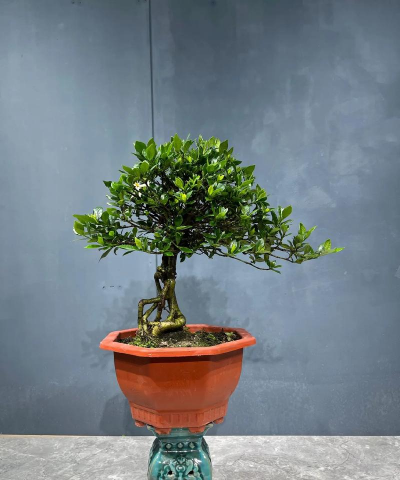 春雷霉素防治柿树病吗，了解适用病害，掌握正确用法