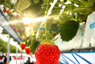 桂花树怎么种植，掌握关键步骤，轻松养出满园香