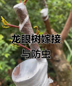 花椒树春夏病虫害防治，识别常见问题，掌握应对技巧
