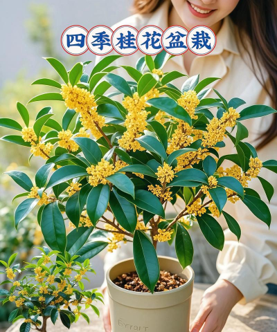 洞庭树白粉病咋防治，识别症状，掌握方法