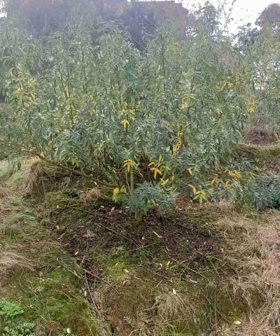 洞庭树白粉病咋防治，识别症状，掌握方法