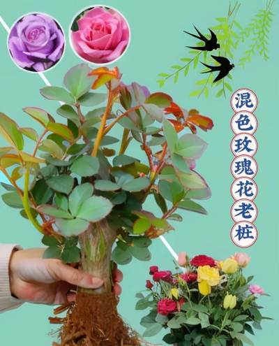 七彩花怎么养，掌握关键技巧，轻松养出好状态